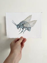 Load image into Gallery viewer, Cuckoo Bee