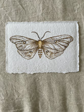 Load image into Gallery viewer, Moth 1