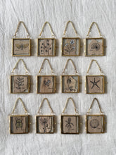 Load image into Gallery viewer, Sturt Desert Pea | Paperbark