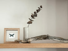 Load image into Gallery viewer, Birdwing Butterfly