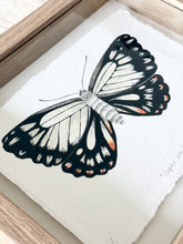 Load image into Gallery viewer, Caper White Butterfly