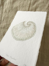 Load image into Gallery viewer, Paper Nautilus