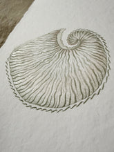 Load image into Gallery viewer, Paper Nautilus