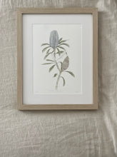 Load image into Gallery viewer, Banksia Plagiocarpa