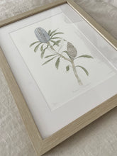 Load image into Gallery viewer, Banksia Plagiocarpa