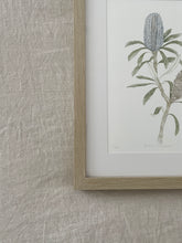 Load image into Gallery viewer, Banksia Plagiocarpa