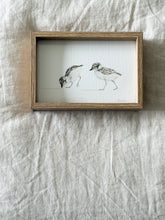 Load image into Gallery viewer, Hooded Plover Chicks