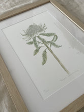 Load image into Gallery viewer, Telopea Speciosissima