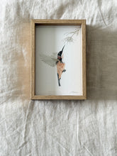Load image into Gallery viewer, Eastern Spinebill