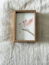 Load image into Gallery viewer, Major Mitchell Cockatoos