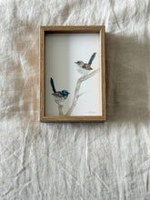 Load image into Gallery viewer, Superb Fairy Wrens