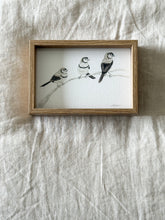 Load image into Gallery viewer, Double Barred Finches