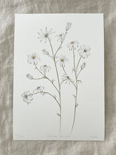 Load image into Gallery viewer, Actinotus Helianthi