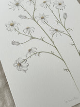 Load image into Gallery viewer, Actinotus Helianthi