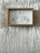 Load image into Gallery viewer, Banksia Integrifolia