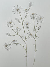 Load image into Gallery viewer, Actinotus Helianthi