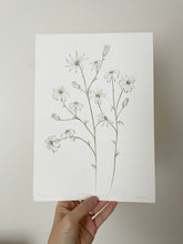 Load image into Gallery viewer, Actinotus Helianthi