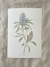 Load image into Gallery viewer, Banksia Plagiocarpa