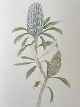 Load image into Gallery viewer, Banksia Plagiocarpa