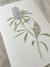 Load image into Gallery viewer, Banksia Plagiocarpa