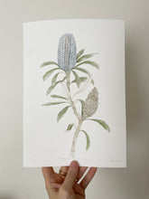 Load image into Gallery viewer, Banksia Plagiocarpa