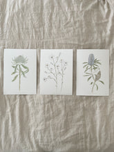 Load image into Gallery viewer, Actinotus Helianthi