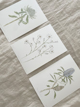 Load image into Gallery viewer, Actinotus Helianthi