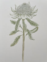 Load image into Gallery viewer, Telopea Speciosissima