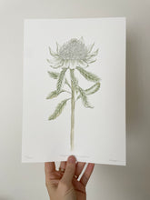 Load image into Gallery viewer, Telopea Speciosissima