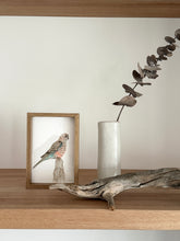 Load image into Gallery viewer, Bourke's Parrot