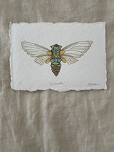 Load image into Gallery viewer, Cicada