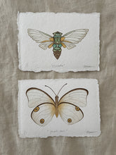 Load image into Gallery viewer, Cicada