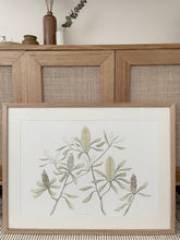 Load image into Gallery viewer, Banksia Integrifolia