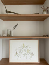 Load image into Gallery viewer, Banksia Integrifolia