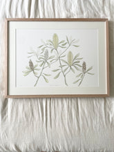 Load image into Gallery viewer, Banksia Integrifolia | Framed Limited Edition