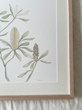 Load image into Gallery viewer, Banksia Integrifolia