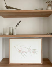 Load image into Gallery viewer, Eucalyptus Synandra