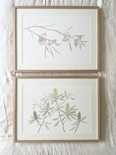 Load image into Gallery viewer, Eucalyptus Synandra