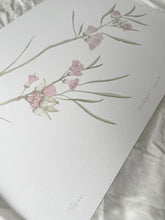 Load image into Gallery viewer, Eucalyptus Synandra