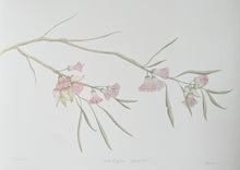 Load image into Gallery viewer, Eucalyptus Synandra