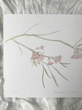 Load image into Gallery viewer, Eucalyptus Synandra