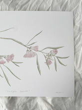 Load image into Gallery viewer, Eucalyptus Synandra