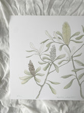 Load image into Gallery viewer, Banksia Integrifolia