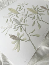 Load image into Gallery viewer, Banksia Integrifolia