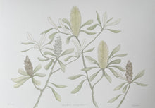 Load image into Gallery viewer, Banksia Integrifolia