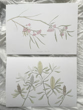 Load image into Gallery viewer, Eucalyptus Synandra