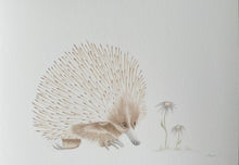 Load image into Gallery viewer, Eddie the Echidna
