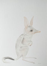 Load image into Gallery viewer, Betty the Bilby