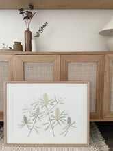 Load image into Gallery viewer, Banksia Integrifolia | Framed Limited Edition