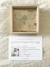 Load image into Gallery viewer, Cicada | Paperbark